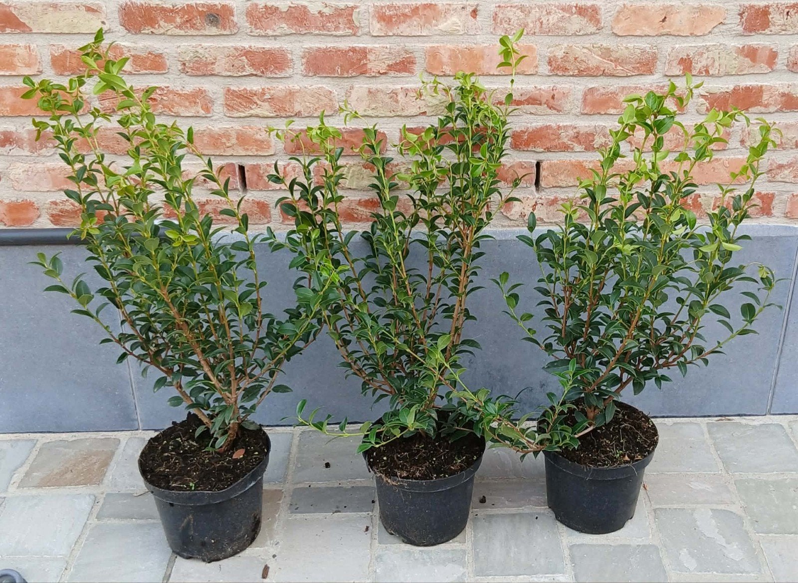 ‼️osmanthus Burkwoodii 3liter pot 40/60 aan stuntprijzen‼️, Ophalen, Taxus