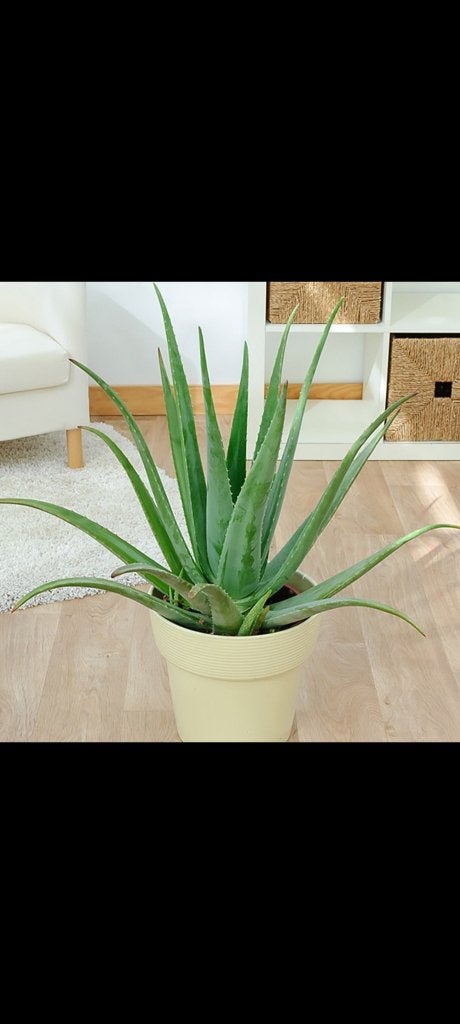 Aloë Vera Planten, Tuin en Terras, Vaste plant, Bloeit niet, Halfschaduw, Ophalen