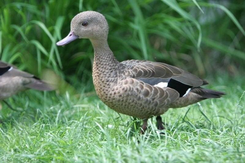 Siereenden, Dieren en Toebehoren, Pluimvee, Meerdere dieren, Eend