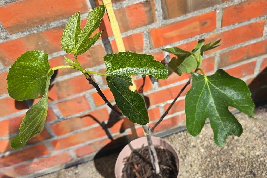 Figuier Ficus Carica 1v9cast, Jardin & Terrasse, Figuier, En pot, Plein soleil, Moins de 100 cm