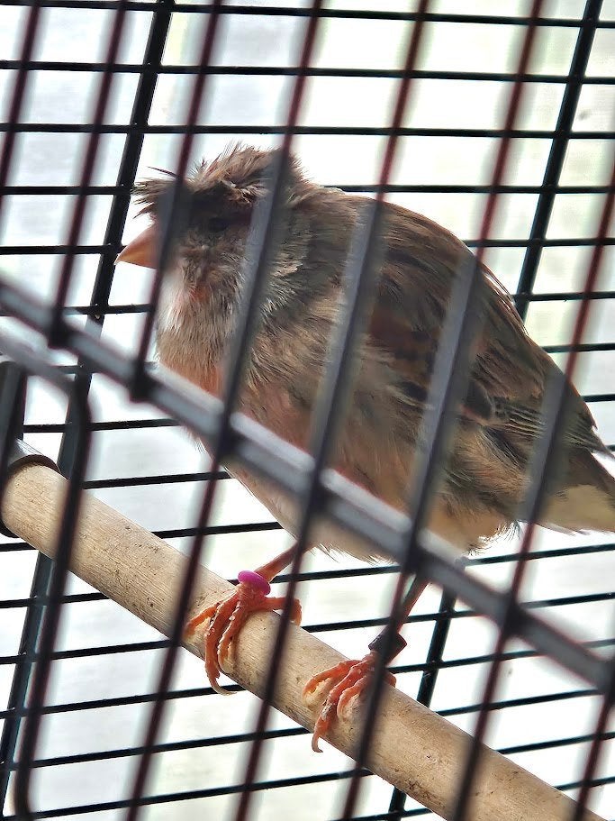 kanaries met of zonder kooi, Dieren en Toebehoren, Meerdere dieren, Kleurkanarie