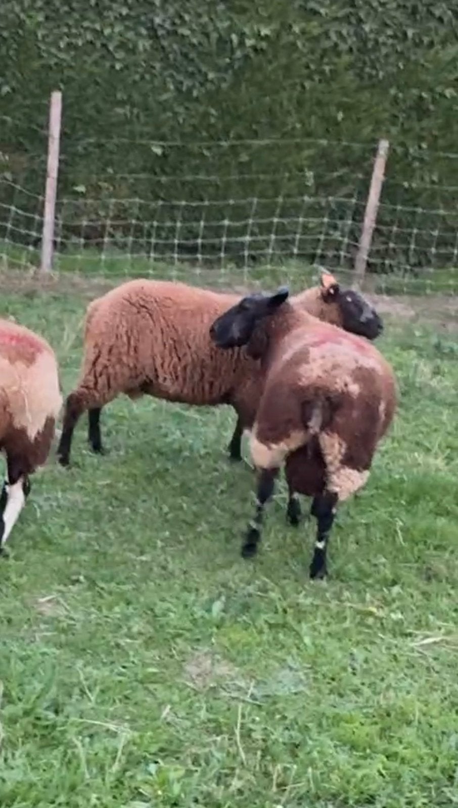 Ram Lammers, Dieren en Toebehoren, Mannelijk, Schaap