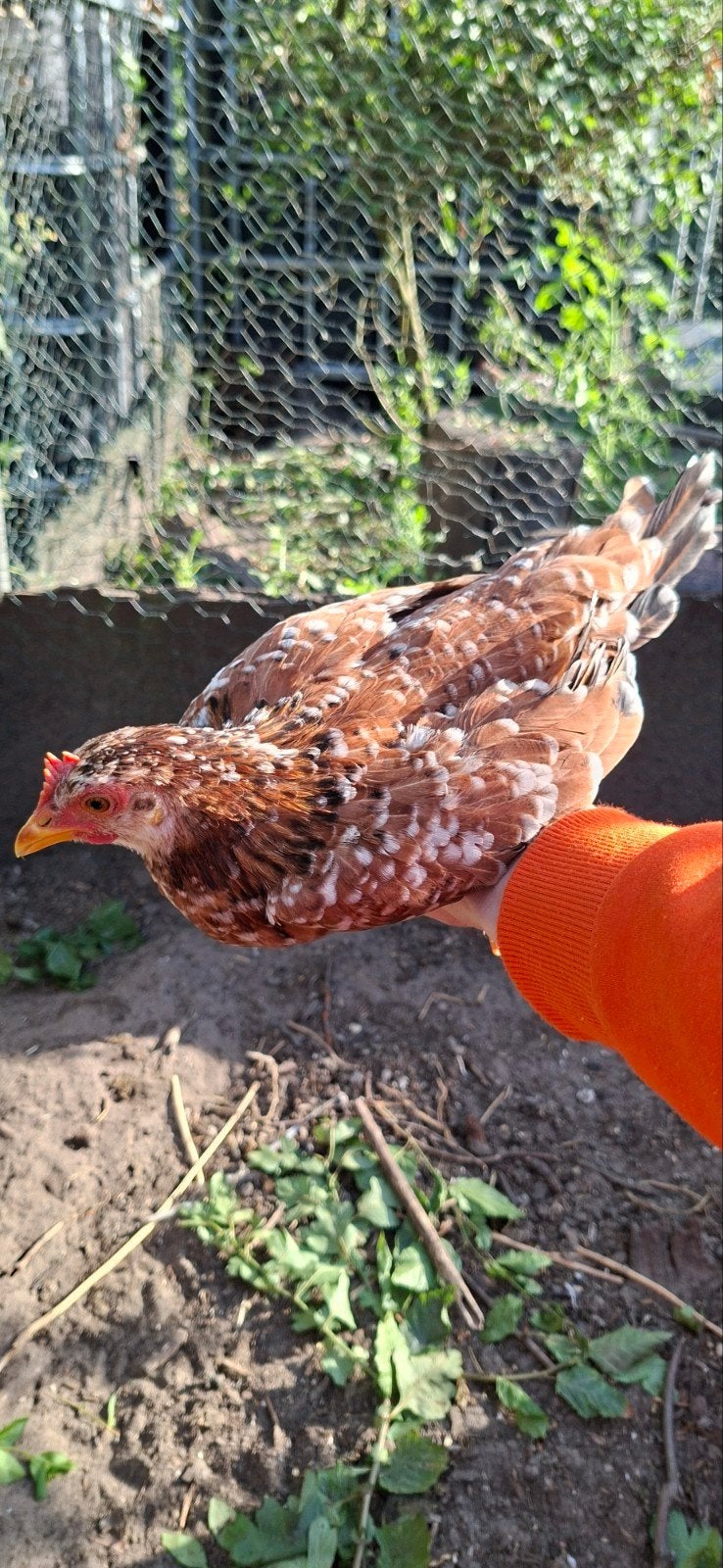 Koppel ancona Kriel, Dieren en Toebehoren, Pluimvee