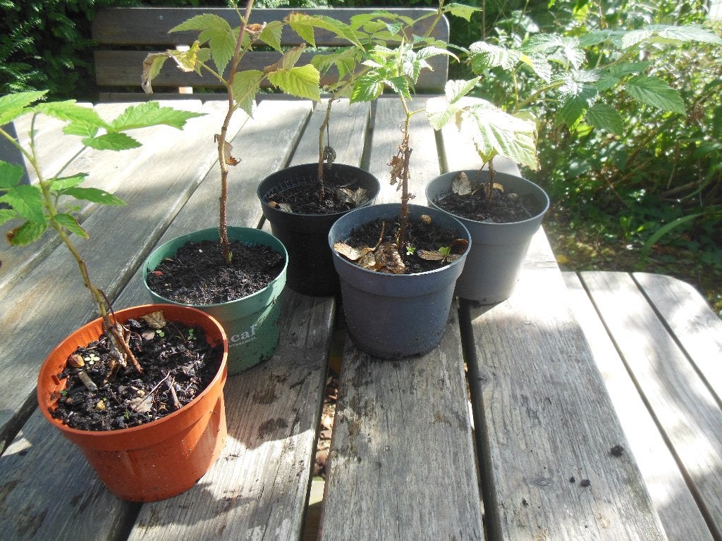 5 potjes met frambozenplantjes - € 0.50 per stuk, Jardin & Terrasse, En pot, Plein soleil, Enlèvement, Printemps