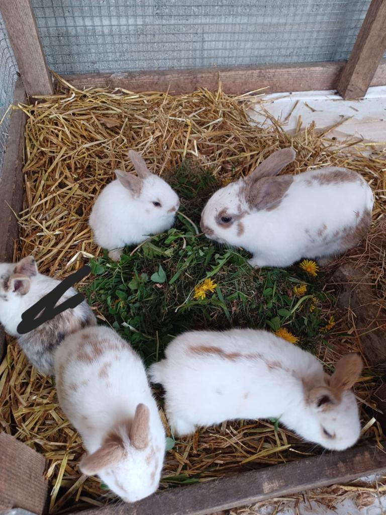 3 babykonijntjes te koop, Dieren en Toebehoren, Knaagdieren en Konijnen | Toebehoren, Ophalen of Verzenden