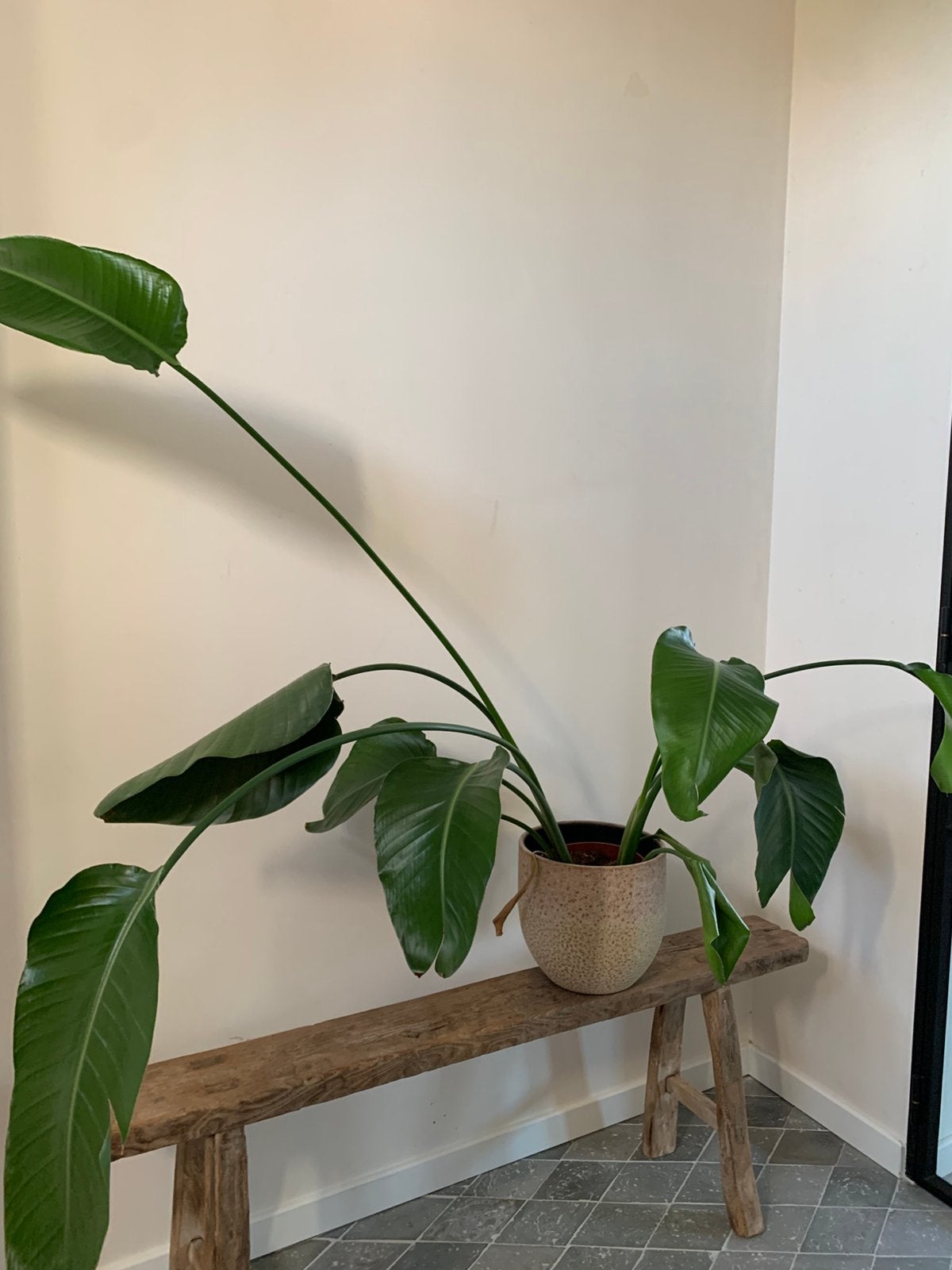 Paradijsvogelplant, Groene kamerplant, Ophalen, 100 tot 150 cm