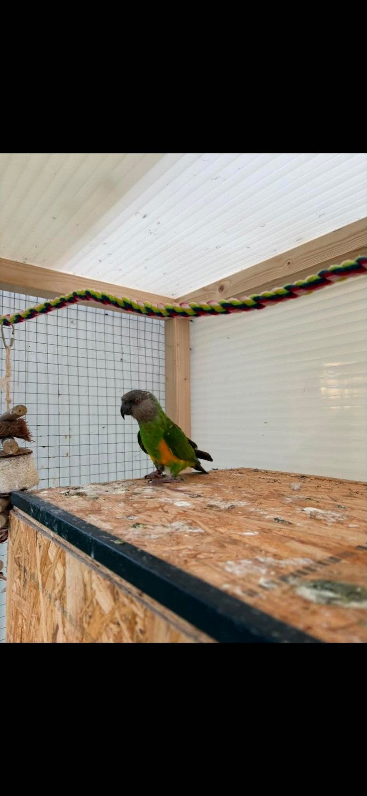 Senegal papegaai, Dieren en Toebehoren, Vogels | Parkieten en Papegaaien, Papegaai