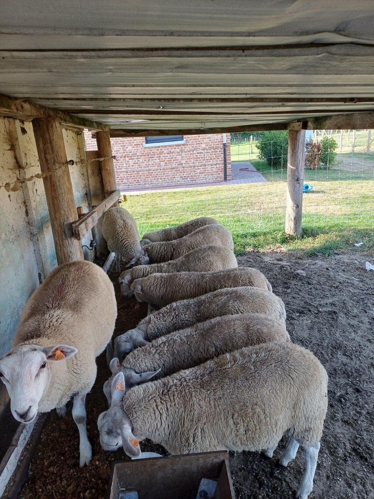 dekram swifters te koop, Mâle, Mouton, 0 à 2 ans