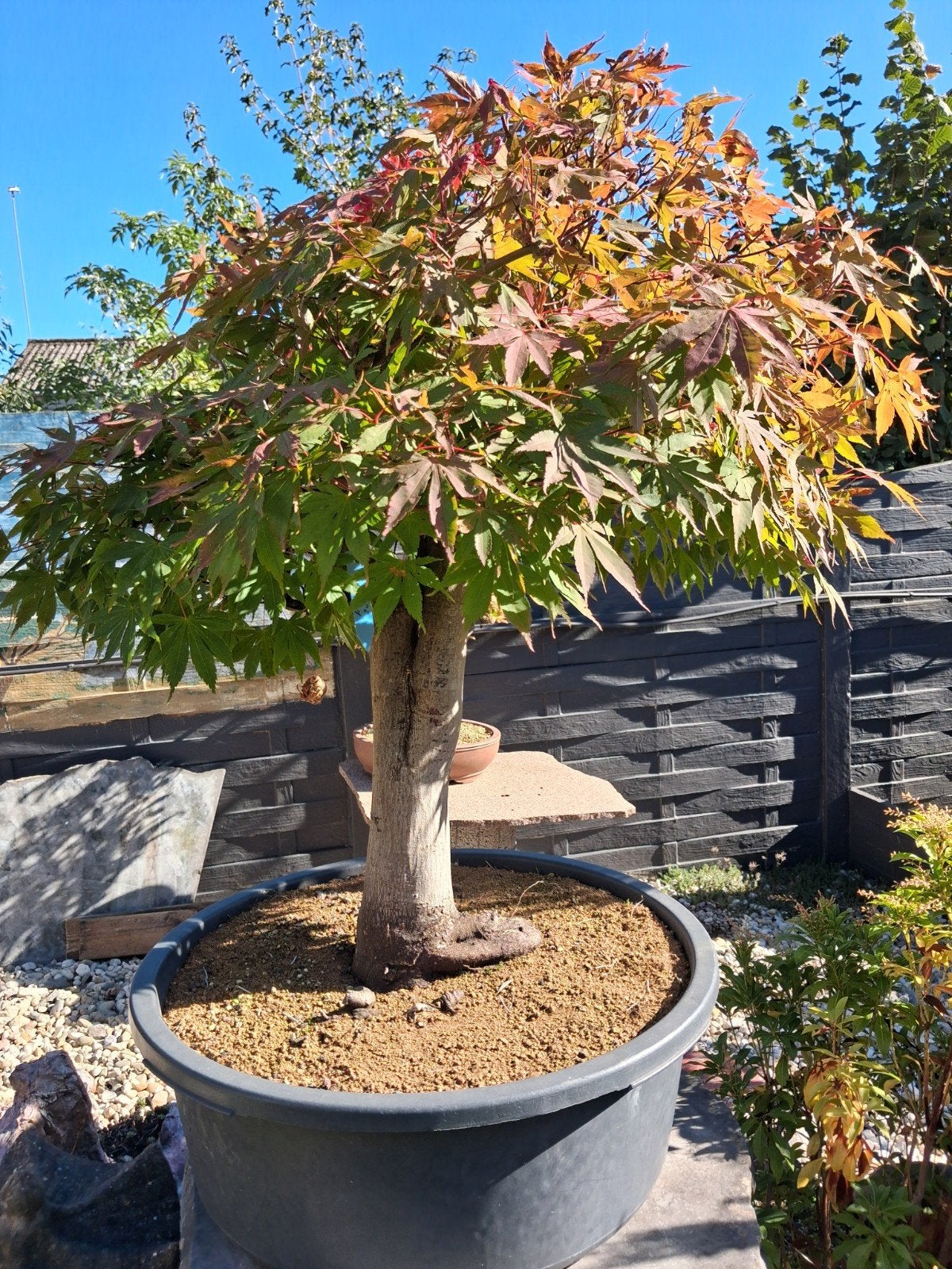 bonsaï, Tuin en Terras, Ophalen of Verzenden
