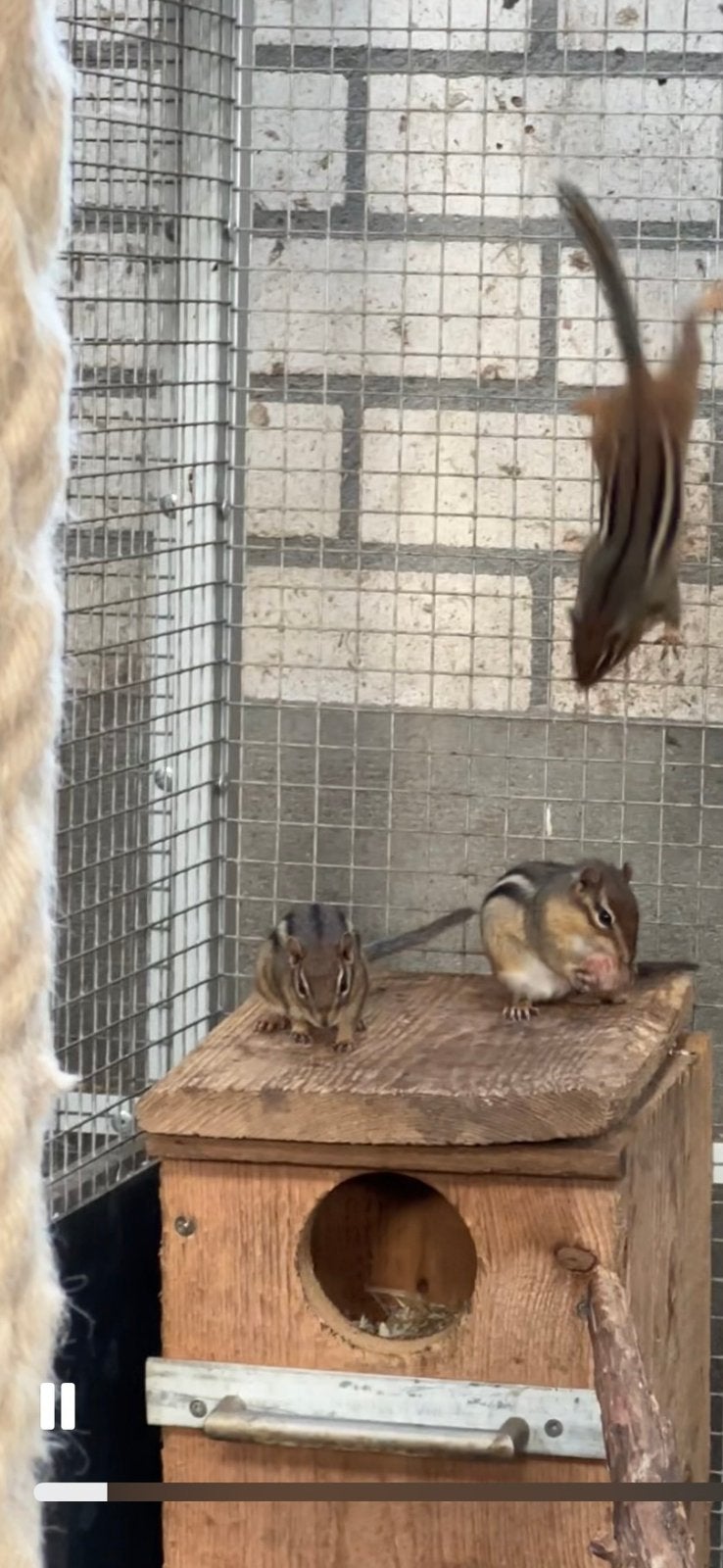 2-2 Oostelijke wangzakeekhoorn (tamias striatus), Mei, Meerdere dieren, Overige typen, Tam