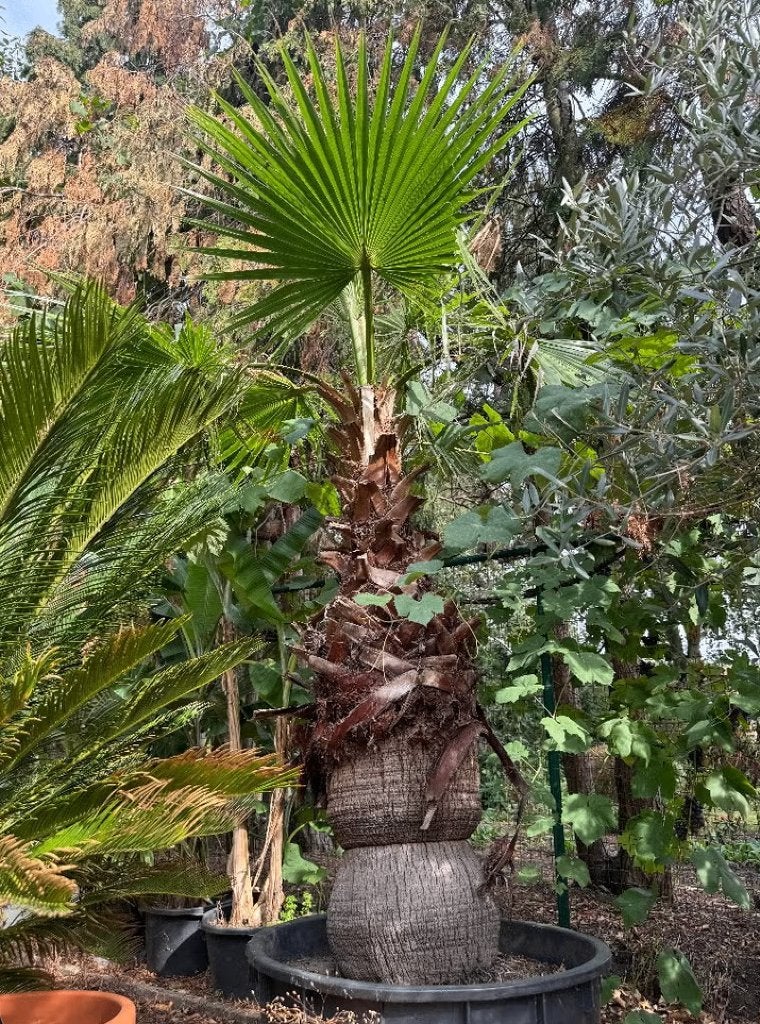 Prachtige Washingtonia filifera, Ophalen, Vaste plant, Overige soorten