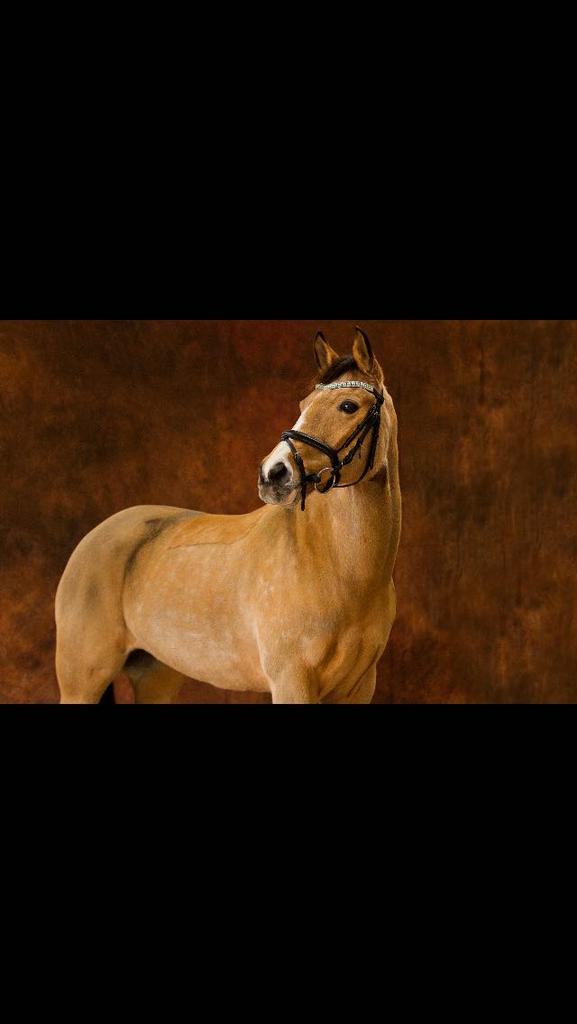 Gezelschaps pony, Merrie, Niet van toepassing, E pony (1.48m - 1.57m)