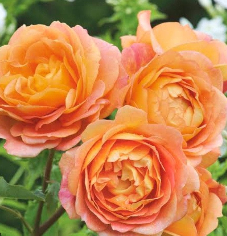 Rose, Dame de Shalott, Jardin & Terrasse, Bulbes & Semences, Enlèvement