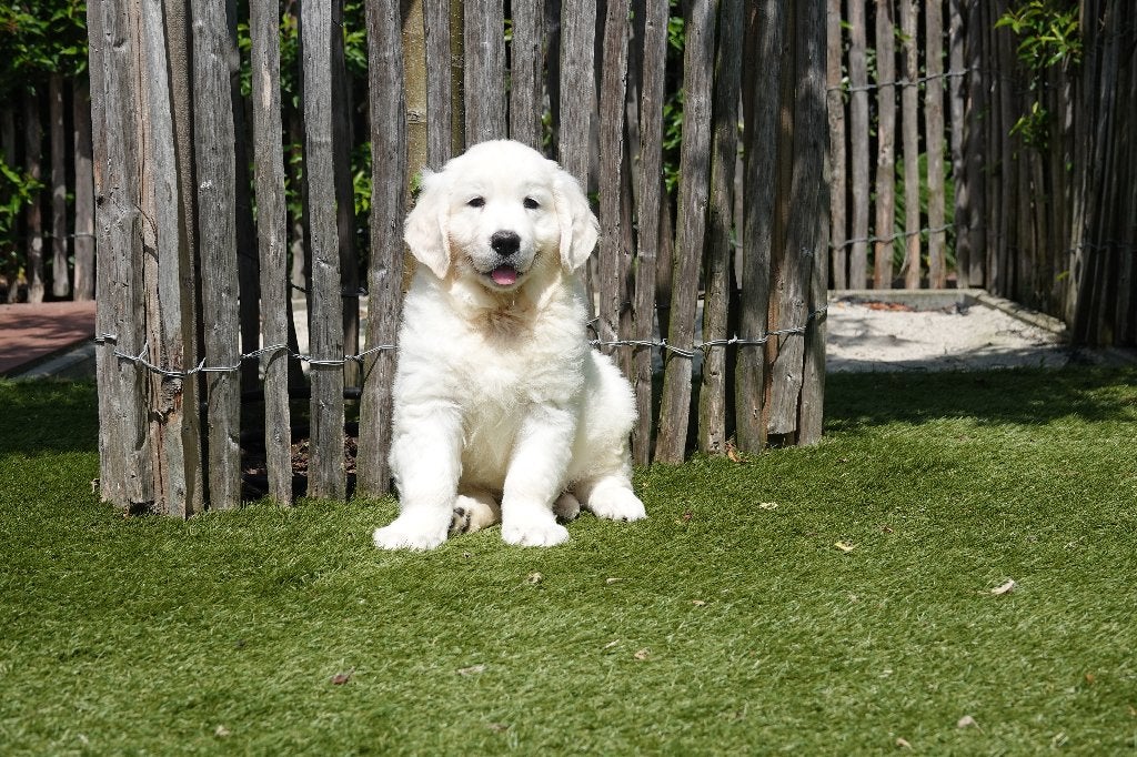 Prachtige Golden Retriever pups, met stamboom, Golden retriever, België, Parvo, 8 tot 15 weken