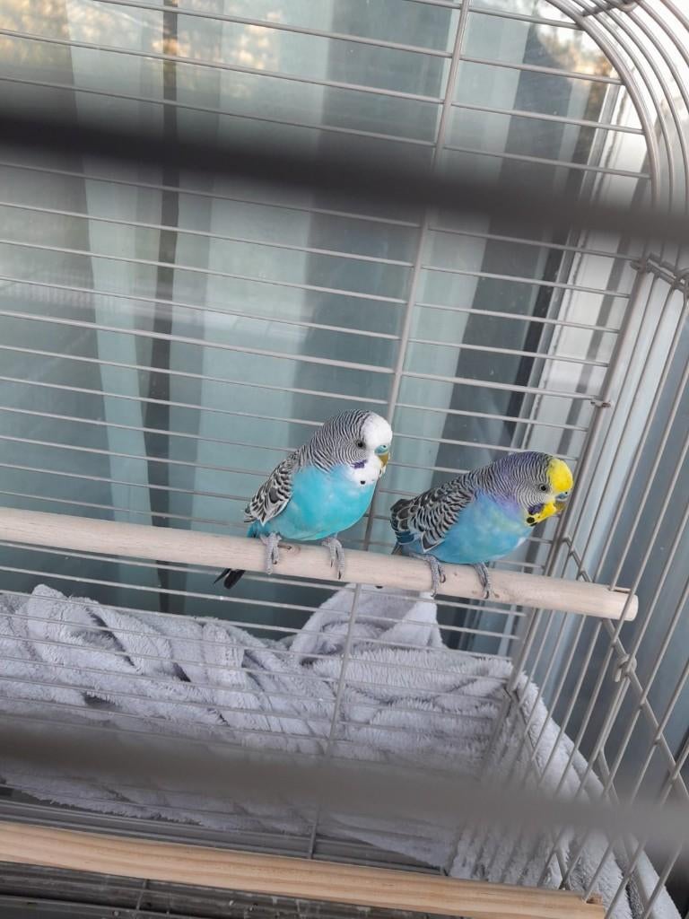 2 jonge lieve schattige grasparkieten te koop, Dieren en Toebehoren, Vogels | Parkieten en Papegaaien, Meerdere dieren, Parkiet