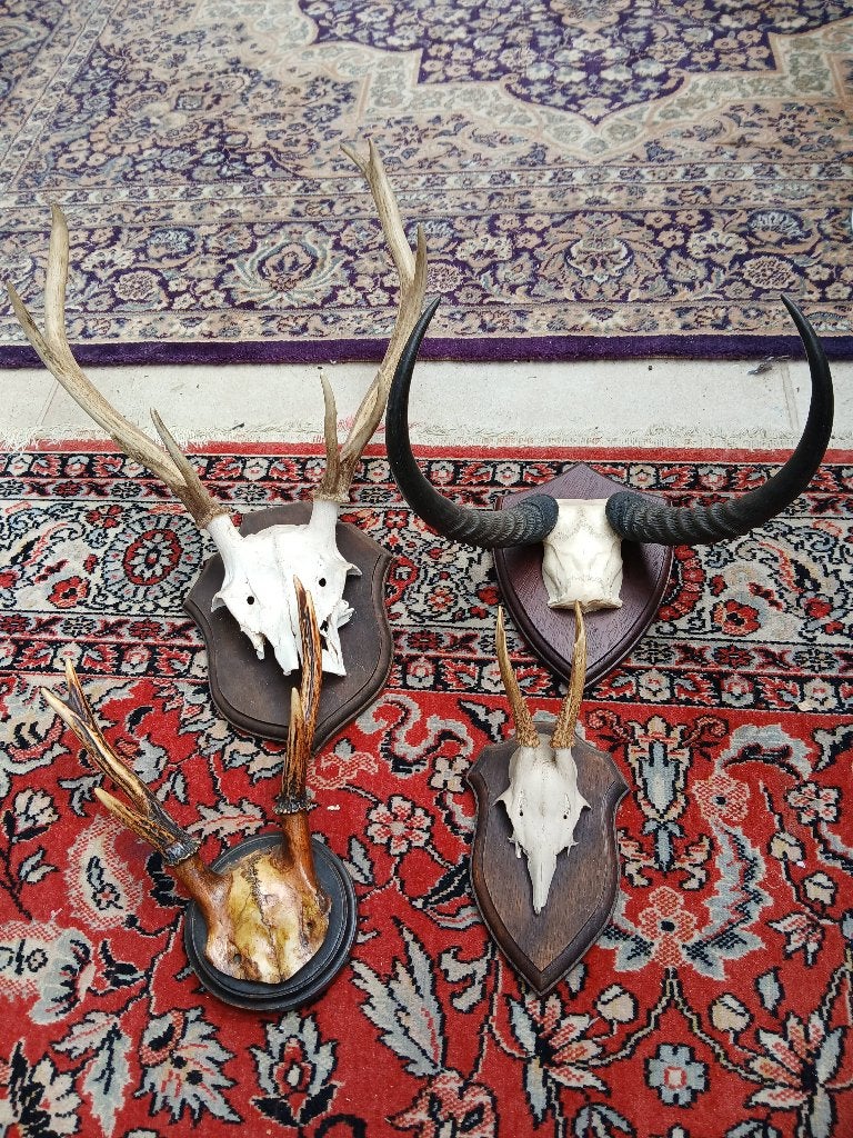 Trophées de chasse , taxidermie, Verzamelen, Dierenverzamelingen, Ophalen