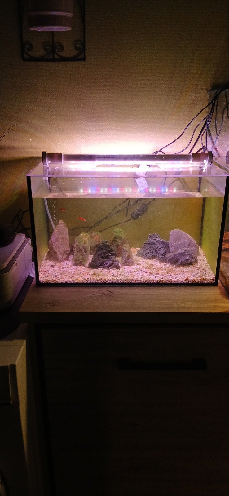Aquarium, Enlèvement
