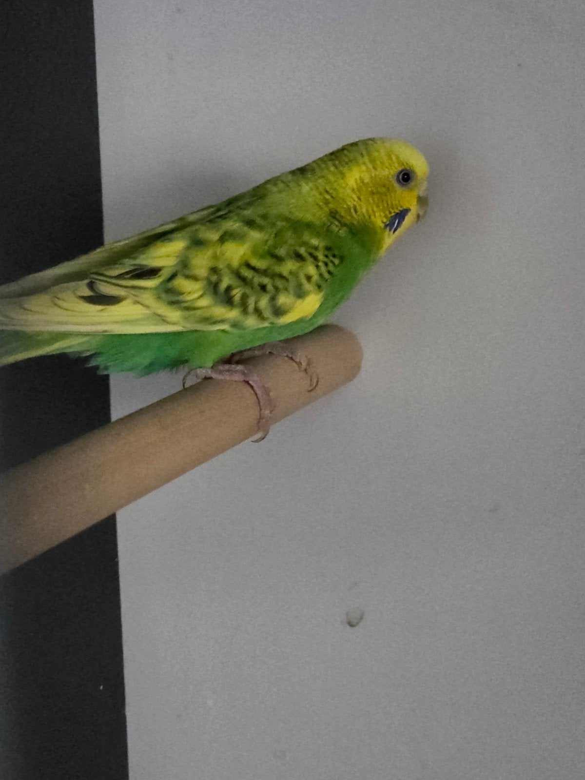 grasparkiet spangle opaline