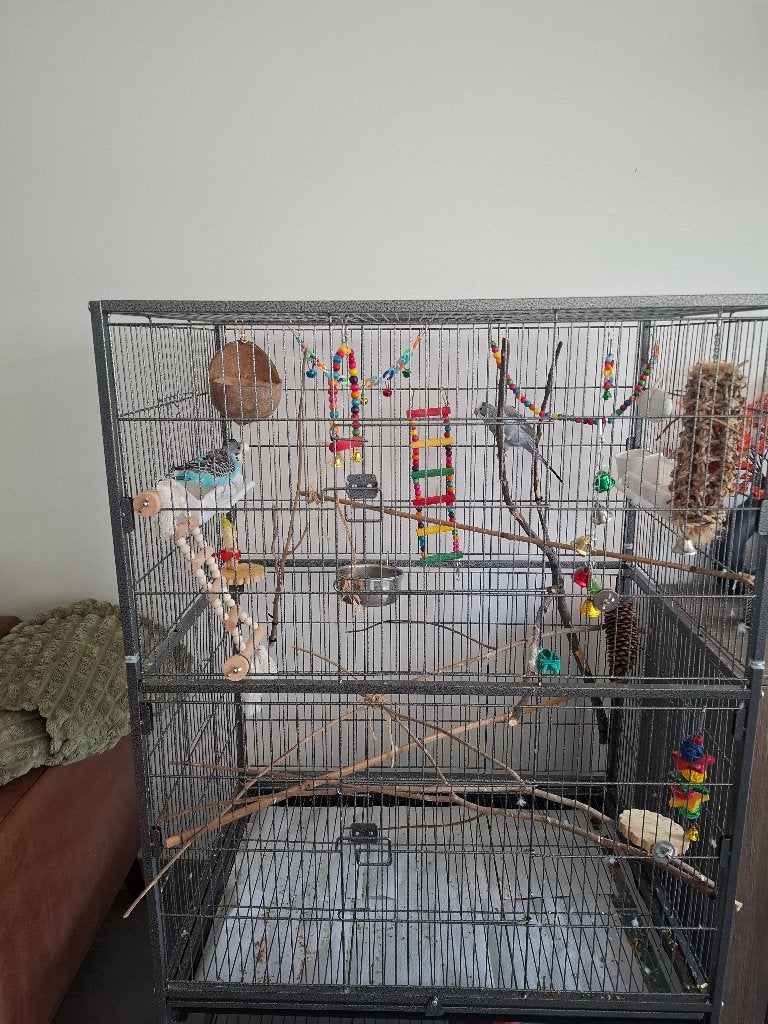 Vogelkooi met 2 grasparkieten, Dieren en Toebehoren, Ophalen, Zo goed als nieuw, Metaal, Vogelkooi