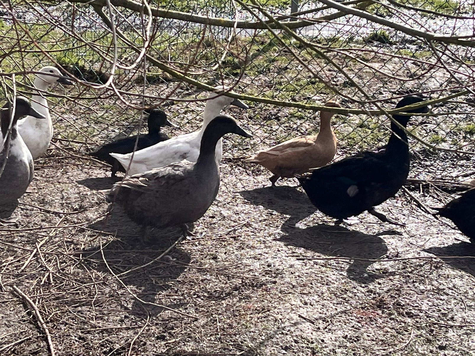 Eend van Vorst, Dieren en Toebehoren, Eend
