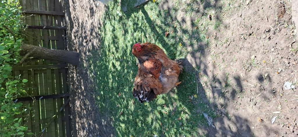 Brahma hen, Dieren en Toebehoren, Pluimvee