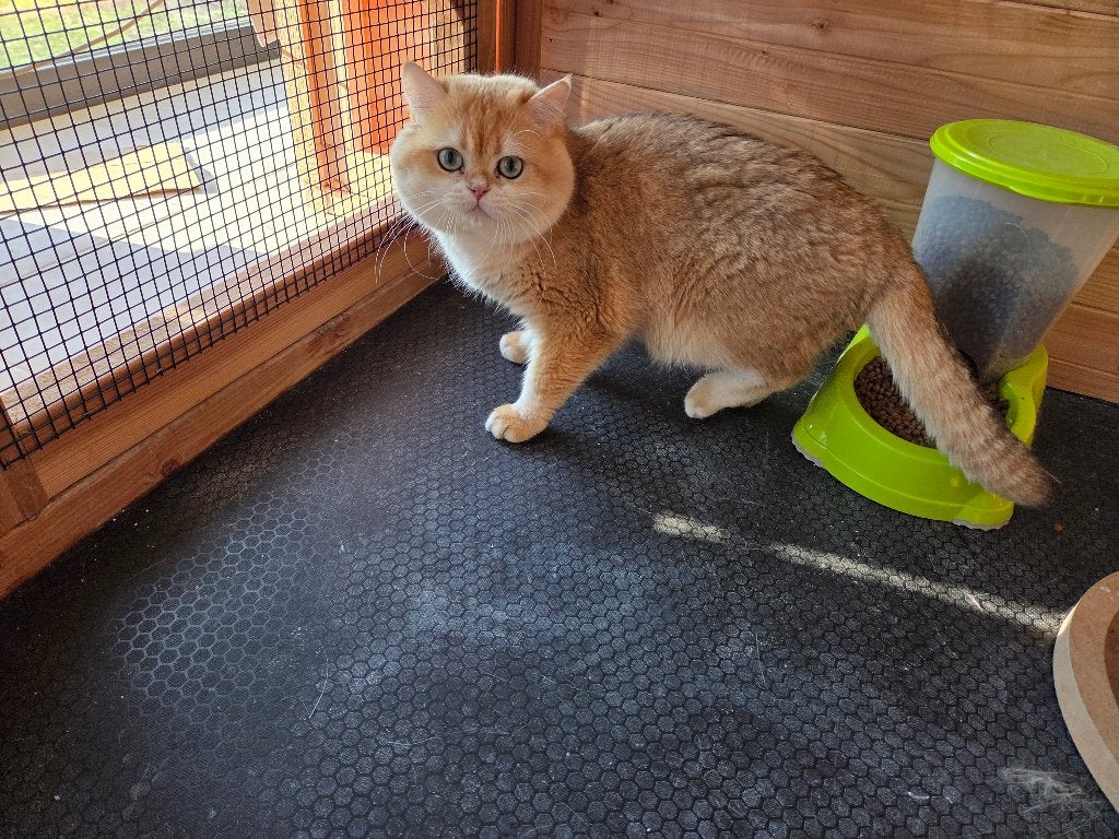 Black golden shaded kater, Animaux & Accessoires, Chats & Chatons | Chats de race | Poil ras, Chat, 3 à 5 ans, Avec pedigree, Avec puce électronique