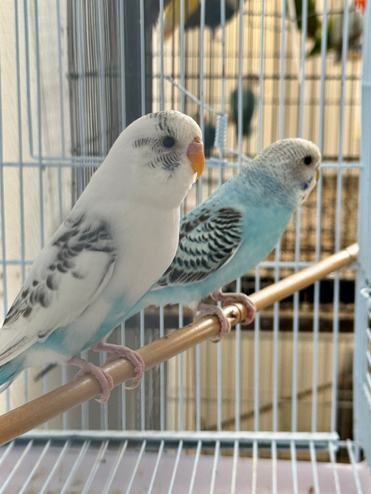 Couple Perruche, Perruche
