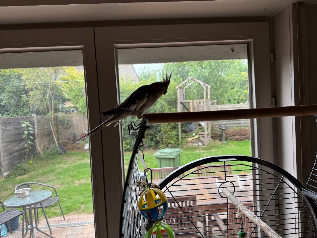 Vogelkooi Parkiet / Papegaai, Enlèvement, Comme neuf, Accessoires pour cage