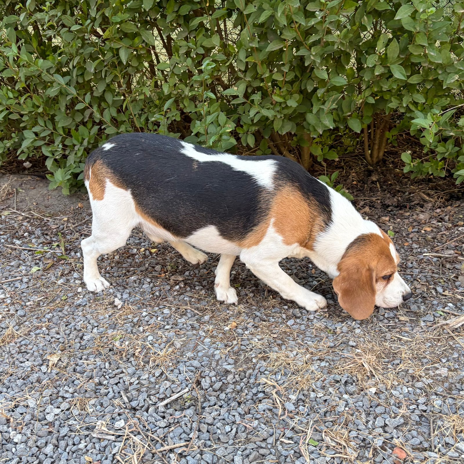 Chien Beagle mignon et robuste, 3 à 5 ans, Beagle, Chien (mâle), Belgique