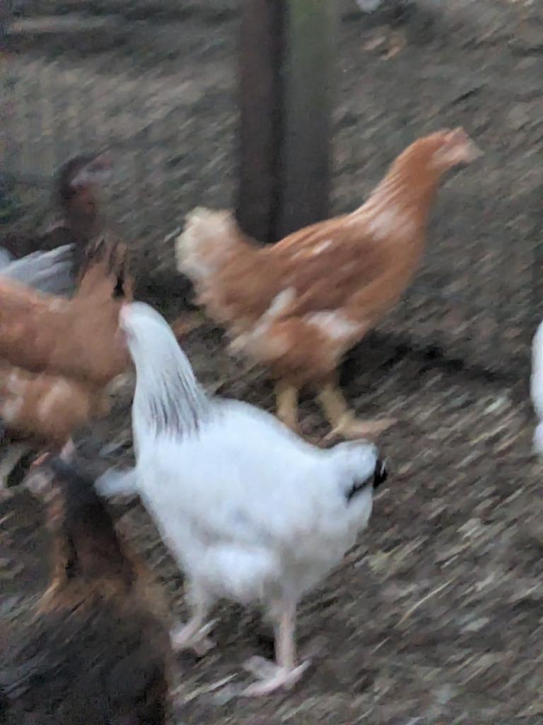 Sussex legkippen, Dieren en Toebehoren, Pluimvee