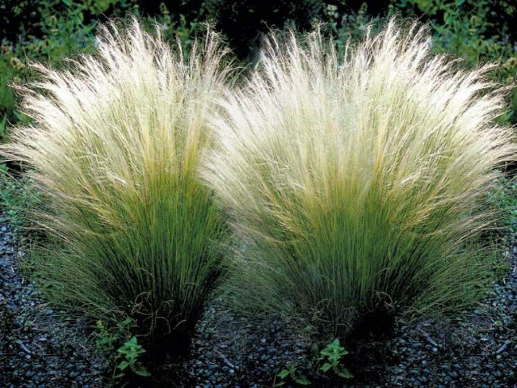 Stipa 'Ponytails', Jardin & Terrasse, Plantes | Jardin, Enlèvement, Plante fixe, Graminées ornementales, Mi-ombre