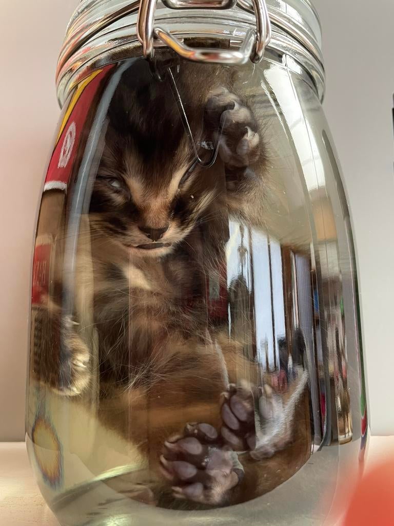 Kitten op sterkwater, Verzamelen, Dierenverzamelingen, Ophalen of Verzenden, Nieuw, Hond of Kat, Overige typen