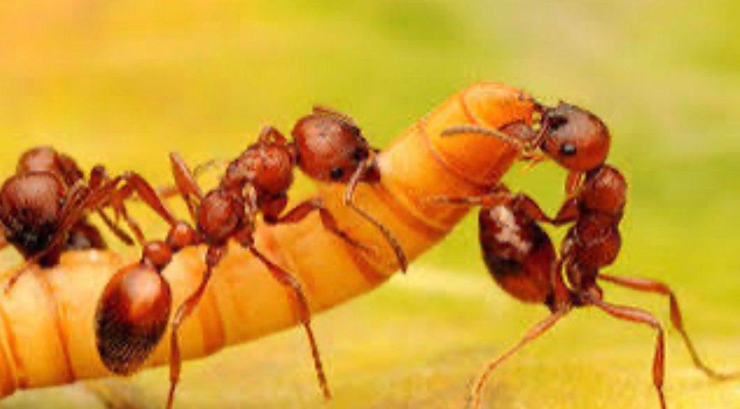 Manica rubida q 15-20w / mieren ant kolonie, Dieren en Toebehoren