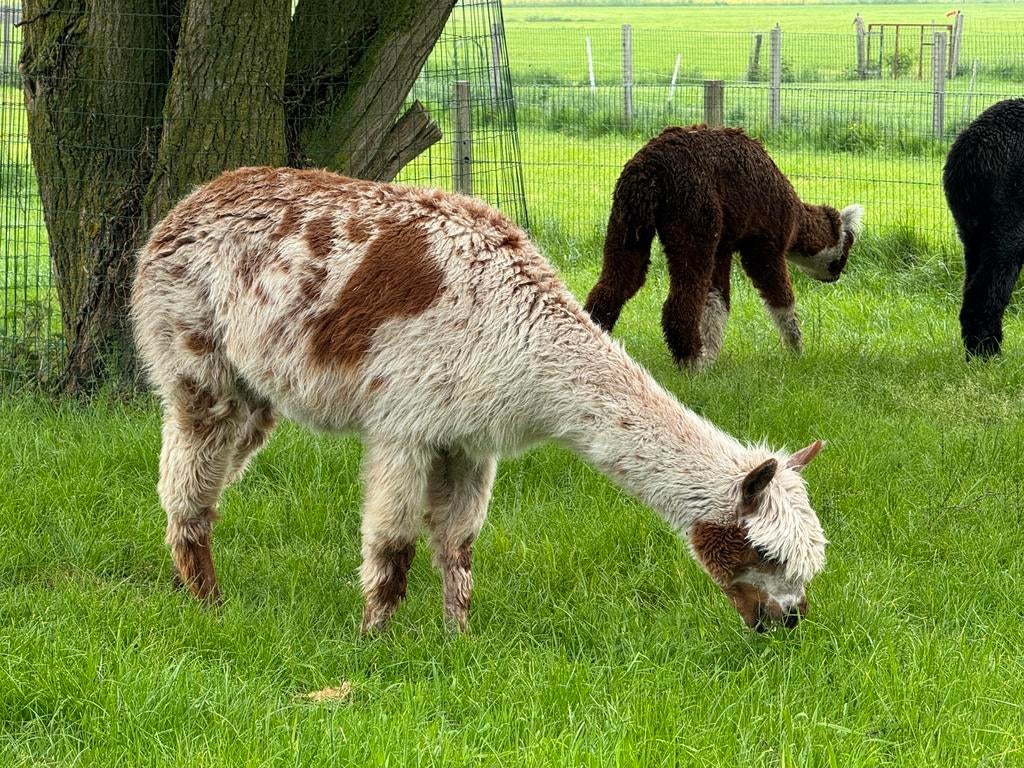 Appaloosa alpaca merrie, Animaux & Accessoires, Animaux Autre, Mai, Femelle