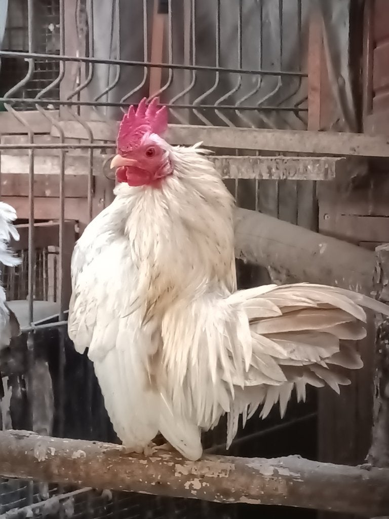 Jonge haantjes zoeken nieuwe thuis // DRINGEND, Dieren en Toebehoren, Mannelijk, Kip