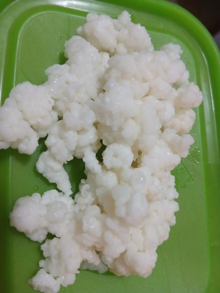 Kefir-melkkorrels, Ophalen