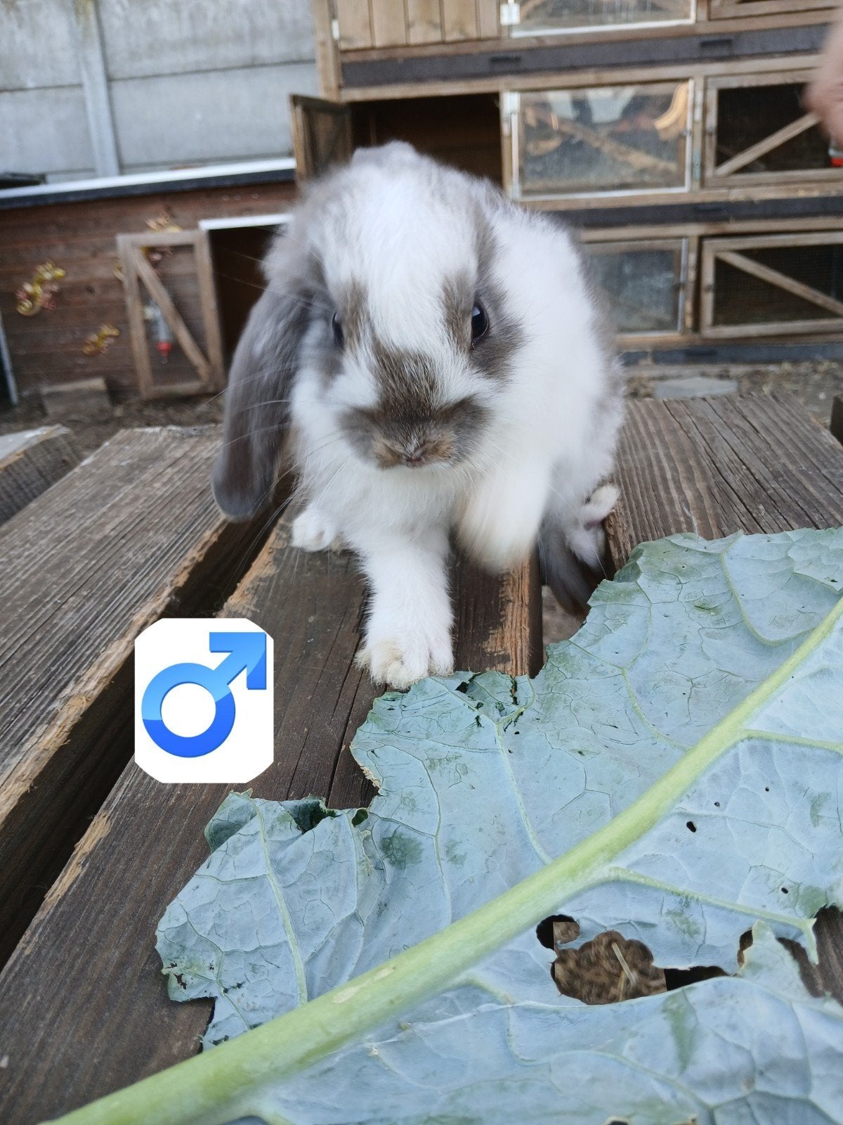 Dwerg hangoor, Animaux & Accessoires, Lapins, Petit, Mâle, 0 à 2 ans, Oreilles tombantes