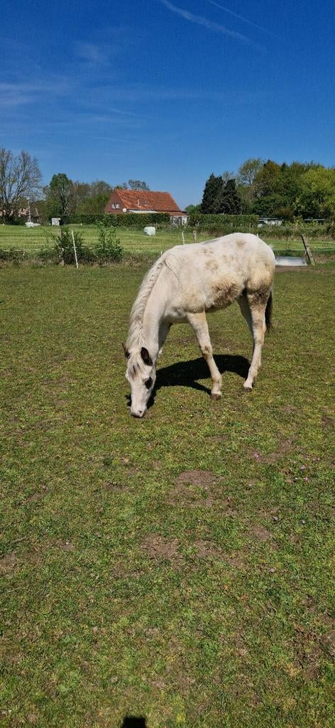 Amph Trovero, Animaux & Accessoires, Chevaux, Moins de 160 cm, Cheval western, Avec pedigree, Étalon