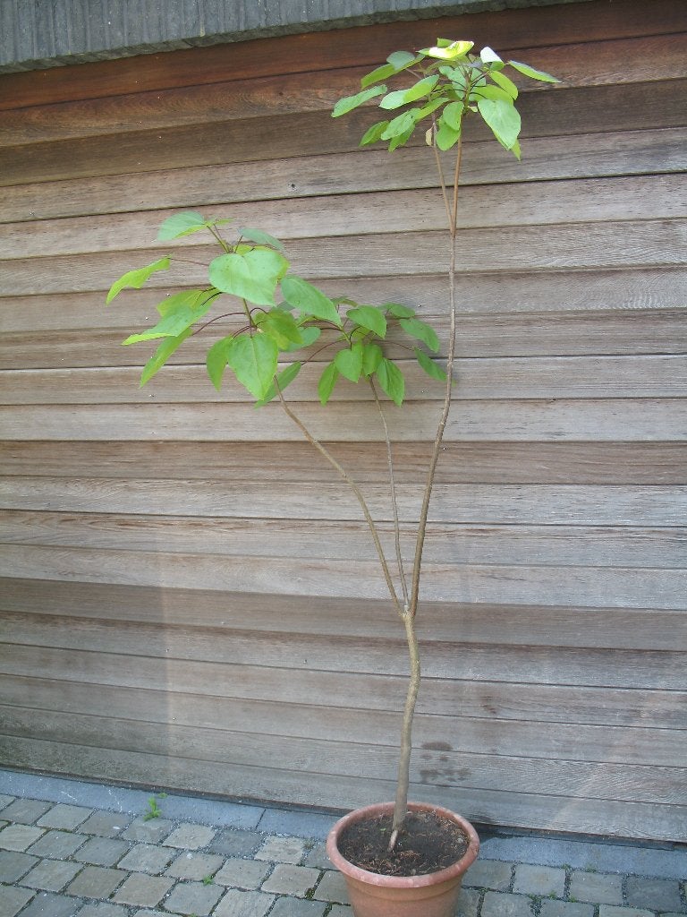 Catalpa, groene trompetboom, 2, 10m, Tuin en Terras, Ophalen