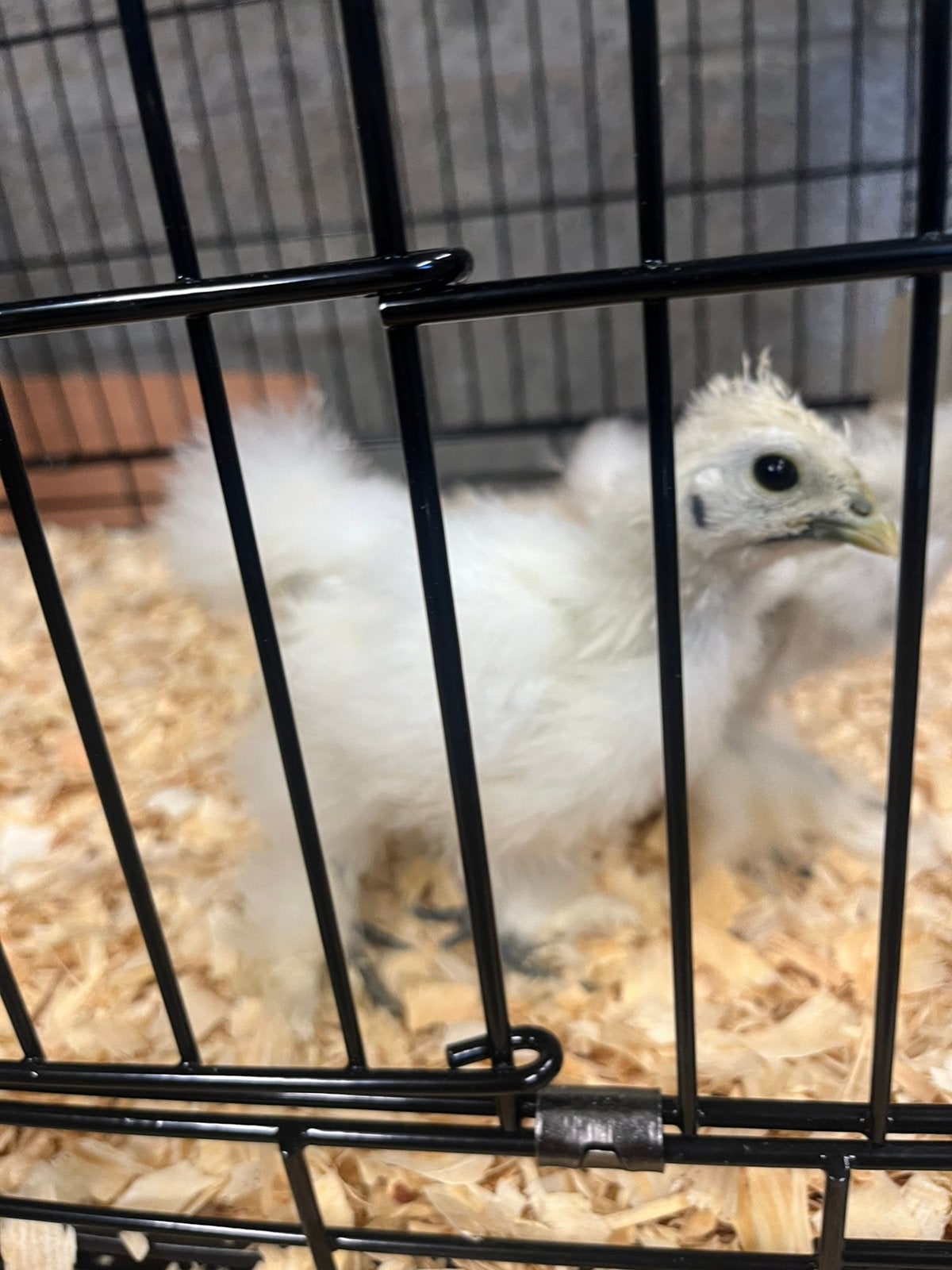 Jong kuiken 2maand (haantje), Dieren en Toebehoren, Ophalen, Overige typen