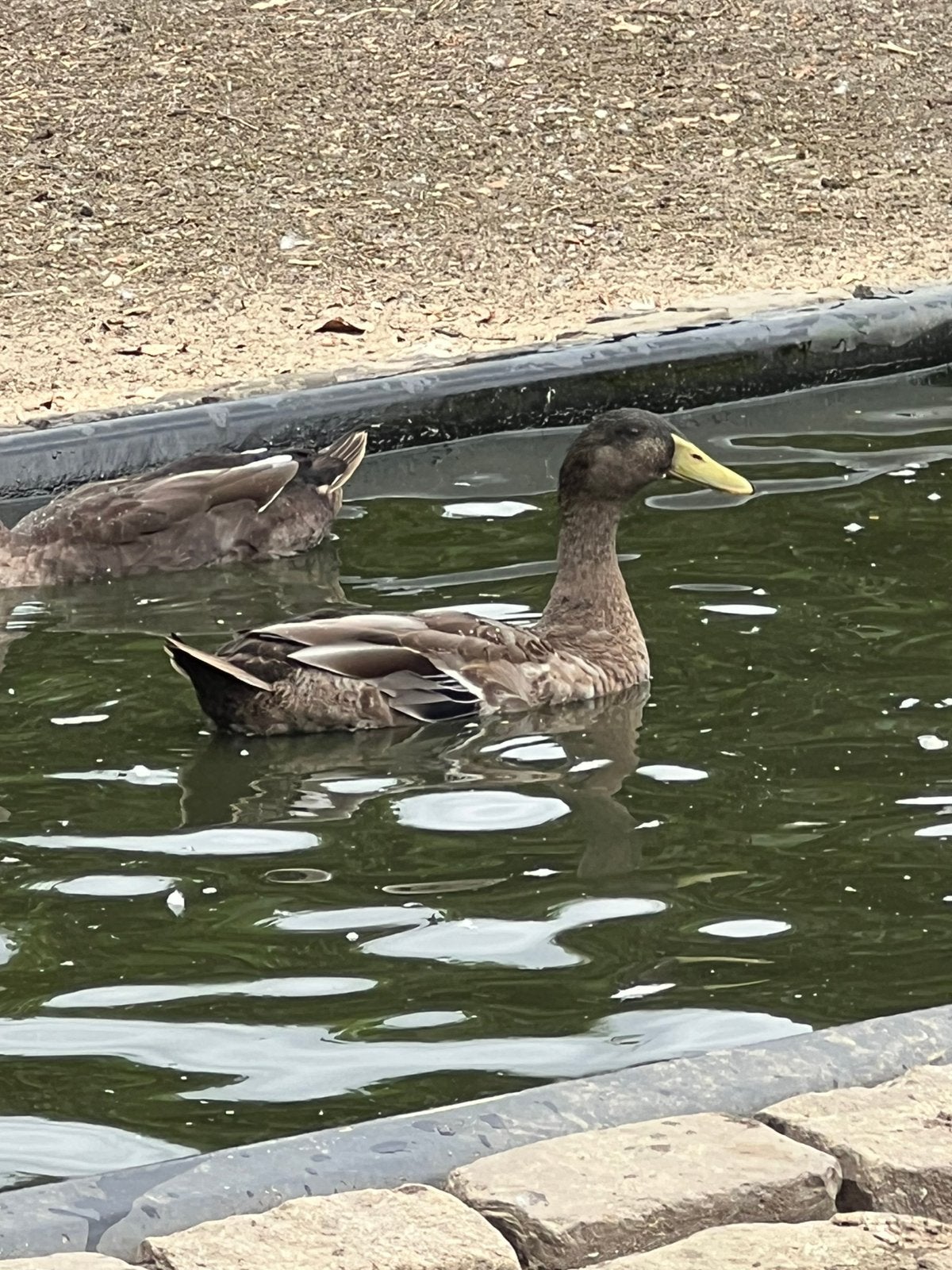 Loopeenden, Dieren en Toebehoren, Pluimvee