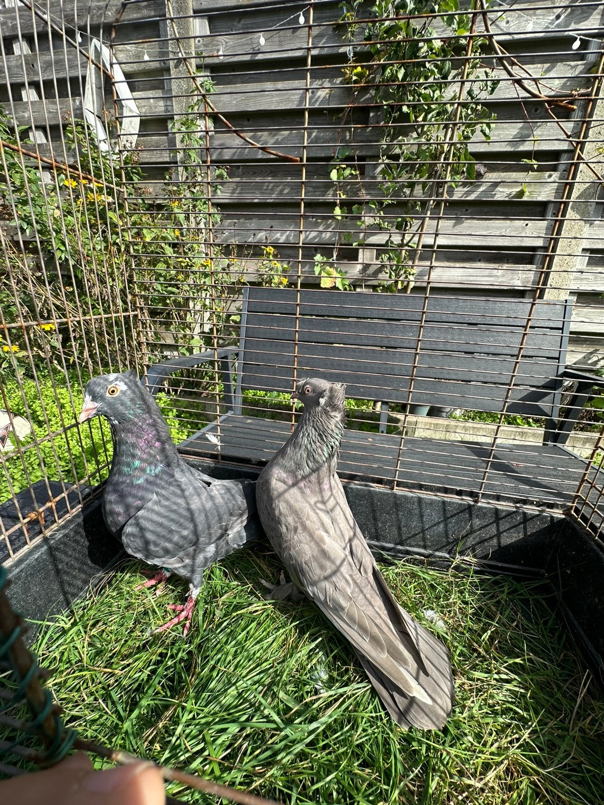 Zwarte koppel takla, Plusieurs animaux, Pigeon culbutant ou Roller