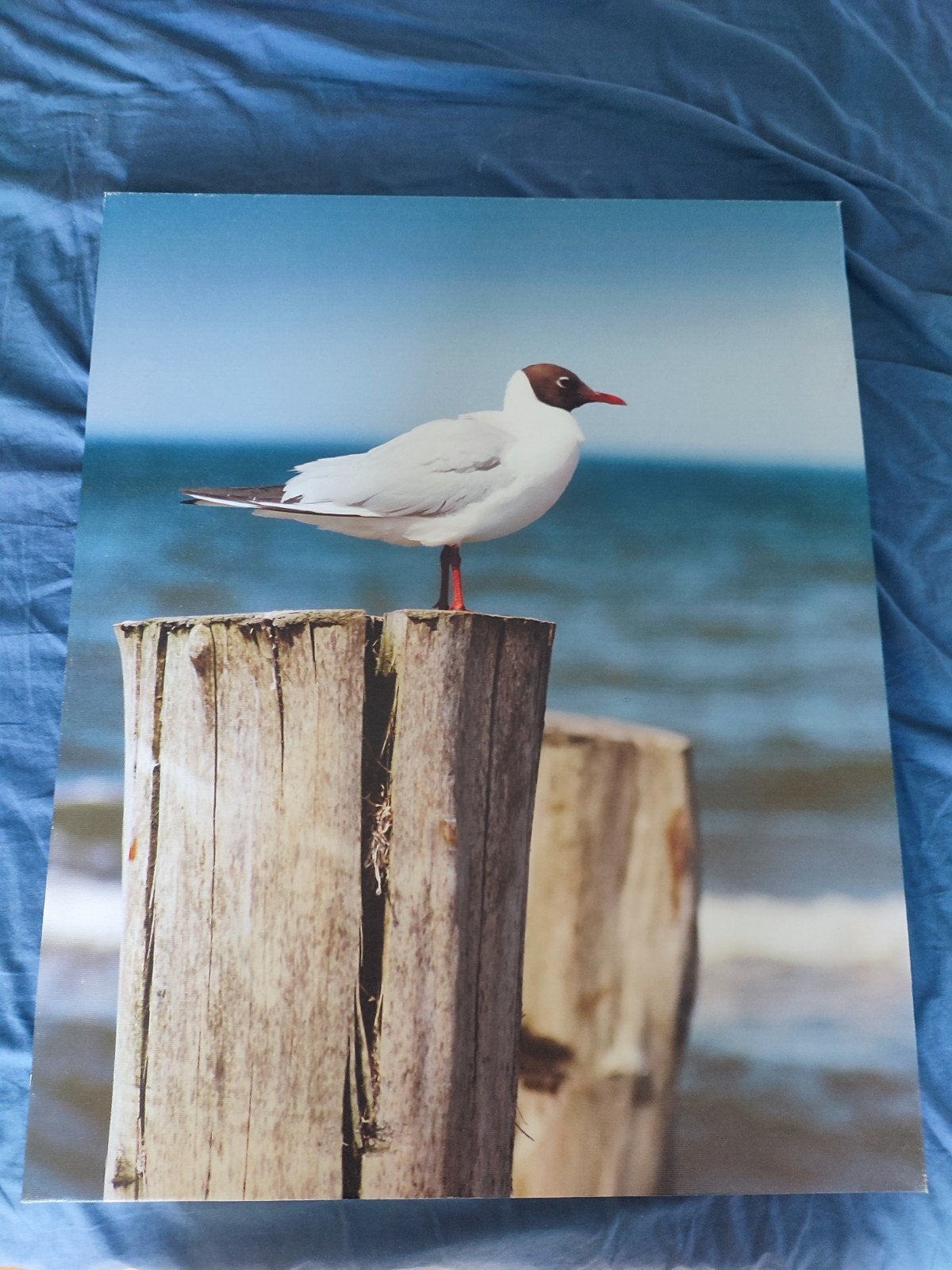 Cadre mouette, Suspension murale, 40 cm, Bleu, Utilisé