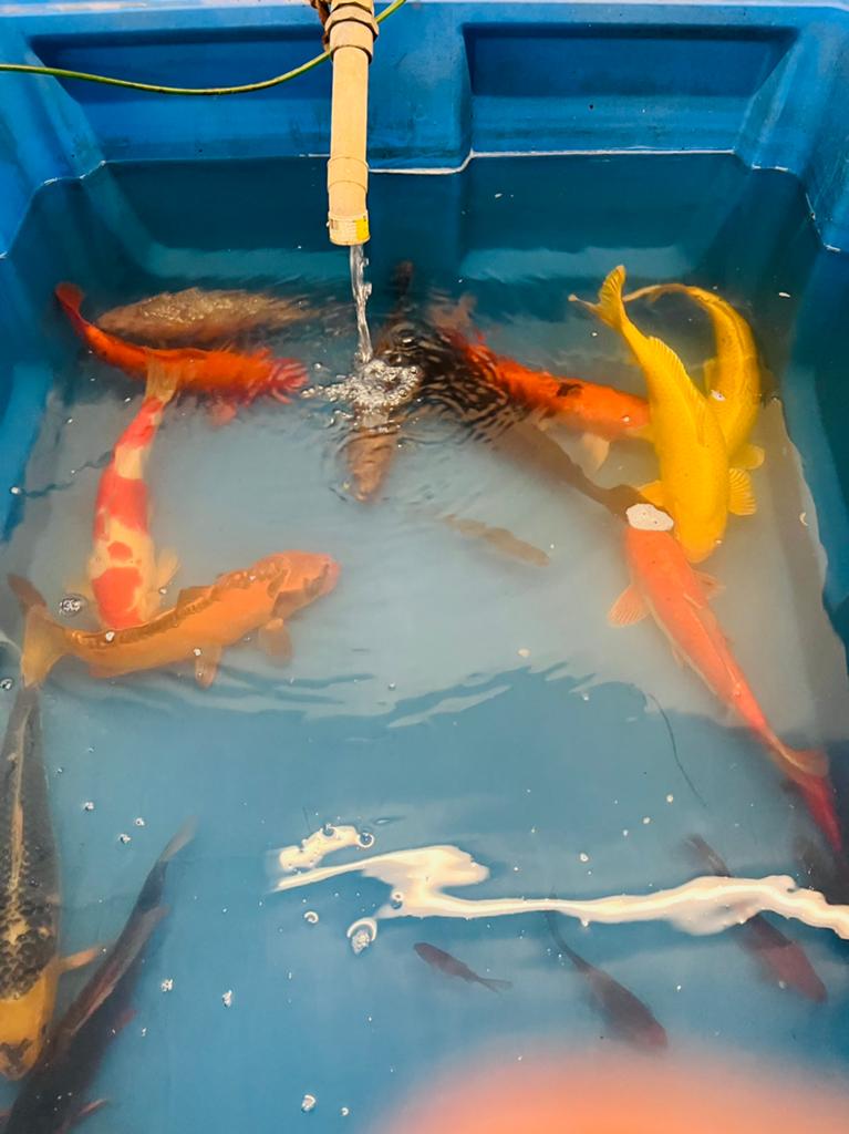 Japanse koi’s. 40-50 centimeter, Dieren en Toebehoren