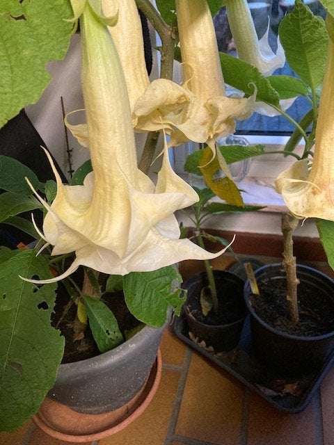 Engelentrompet Brugmansia Dubbelbloemig, Autres espèces, Plein soleil, Été, Enlèvement