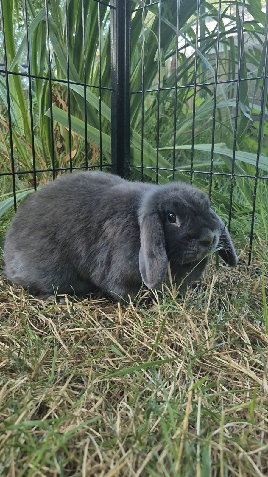 Nederlandse hangoordwerg voedster, Dieren en Toebehoren, Konijnen, Hangoor
