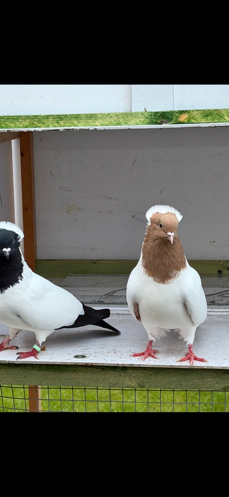 Dieren, Dieren en Toebehoren, Ophalen of Verzenden