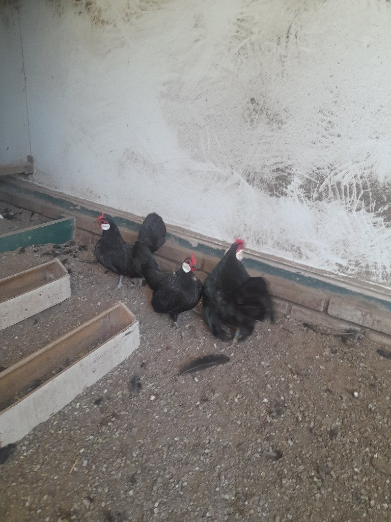 Java krielen te koop, Dieren en Toebehoren, Pluimvee, Meerdere dieren, Kip