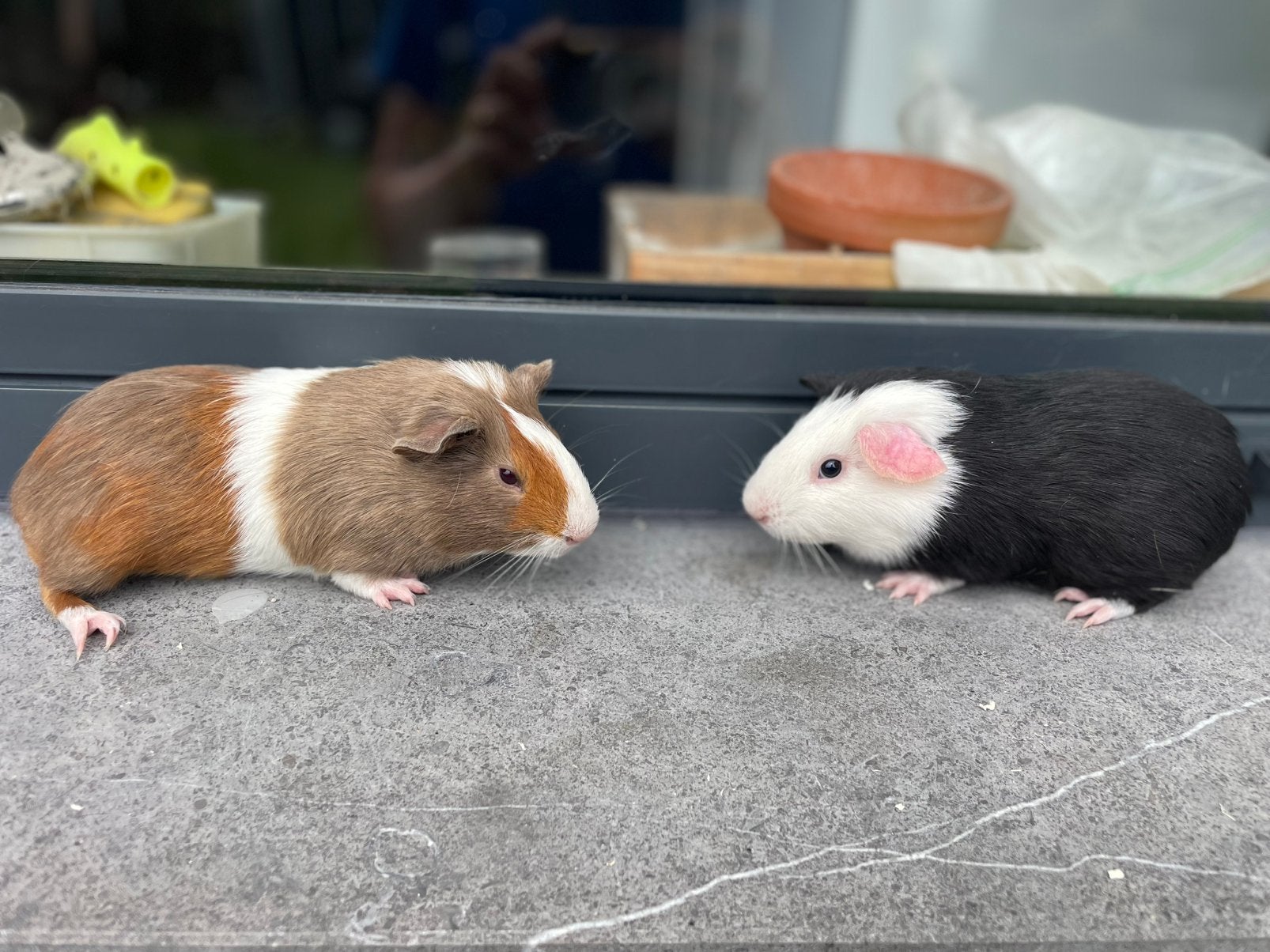 Jonge cavia’s, Mâle, Domestique, Mai, Cobaye