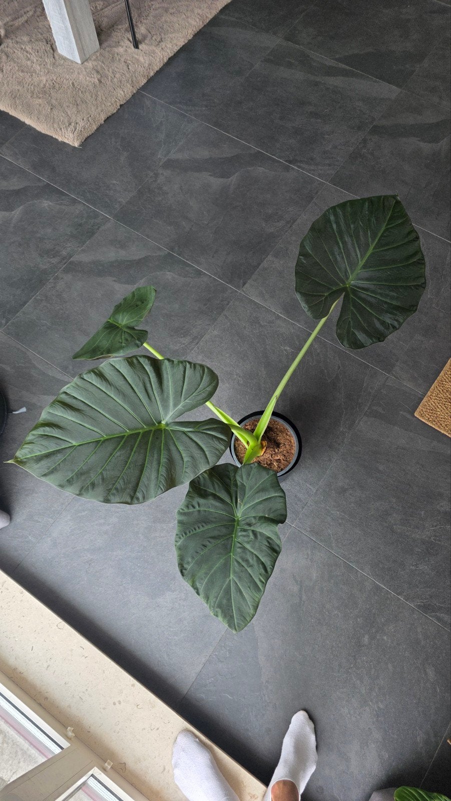 alocasia regal shield, Ophalen of Verzenden